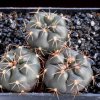 Gymnocalycium_erolesii